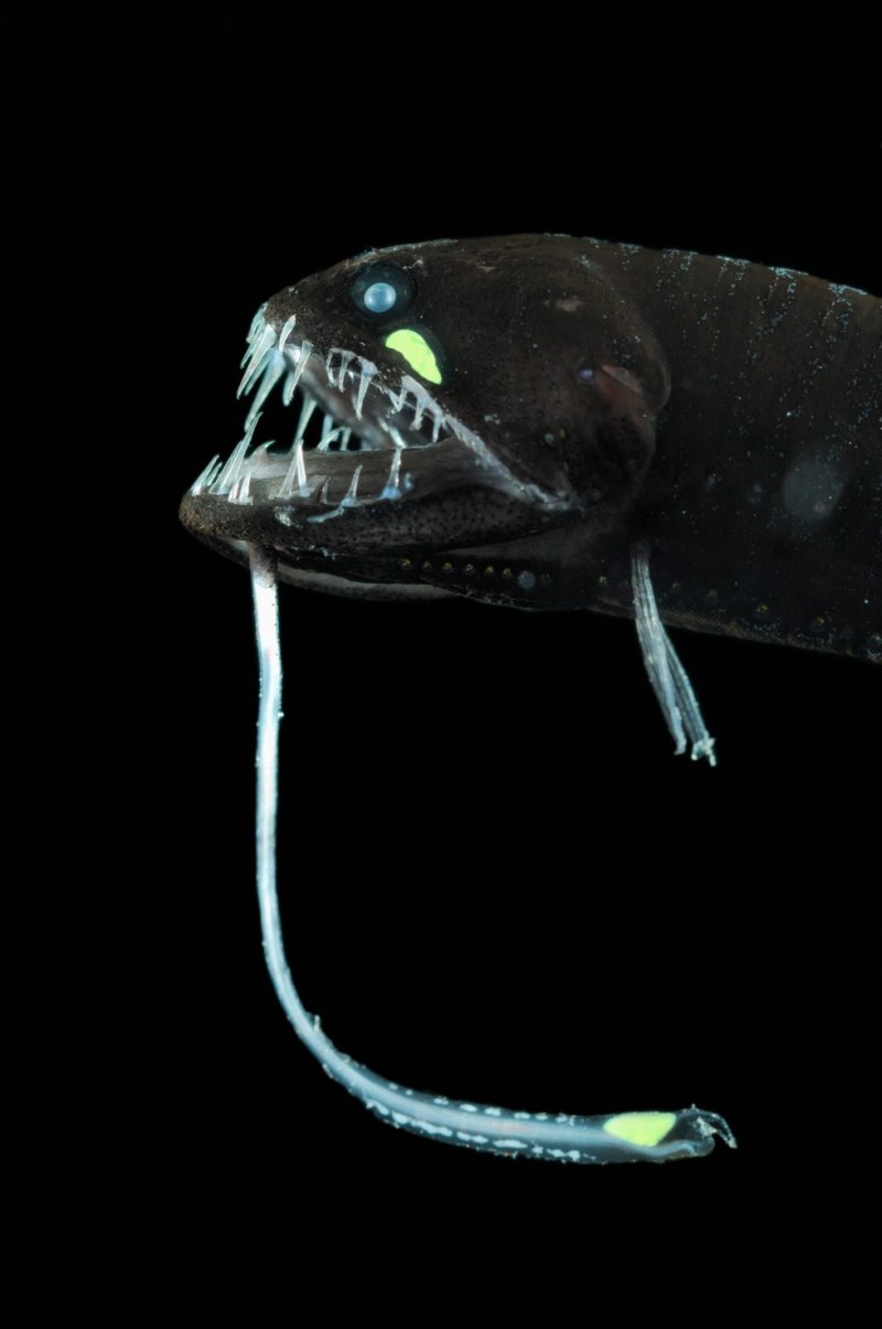 Black Dragonfish рыба