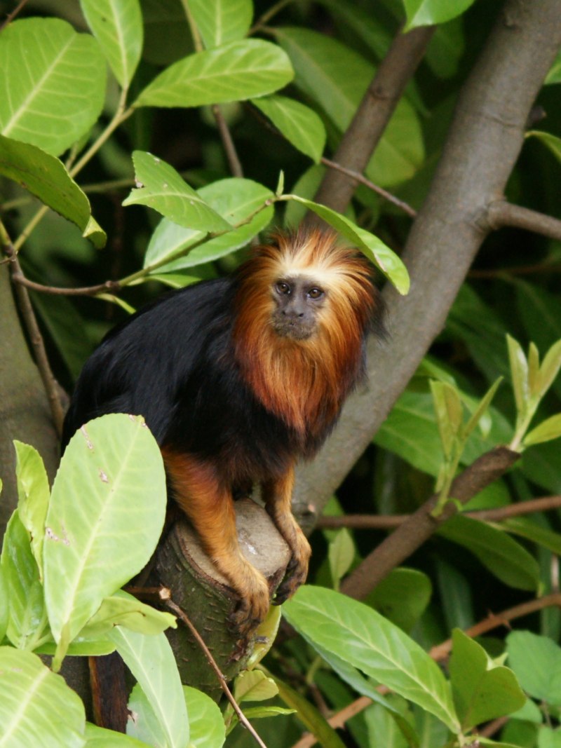 Leontopithecus Chrysomelas