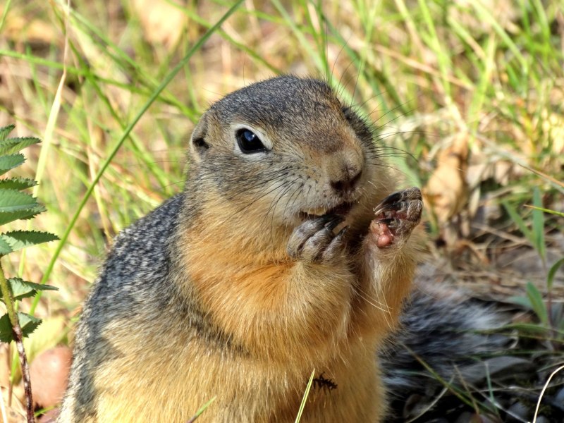Суслик Краснощекий – Spermophilus erythrogenys
