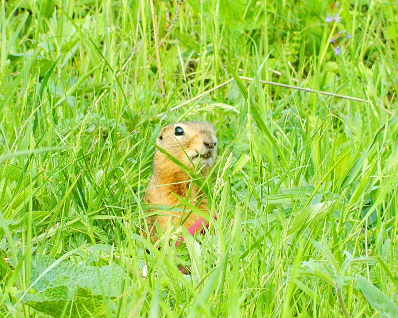 Суслик Краснощекий – Spermophilus erythrogenys
