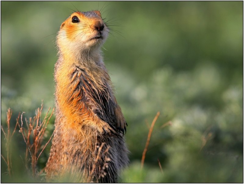 Большой суслик (Spermophilus Major)