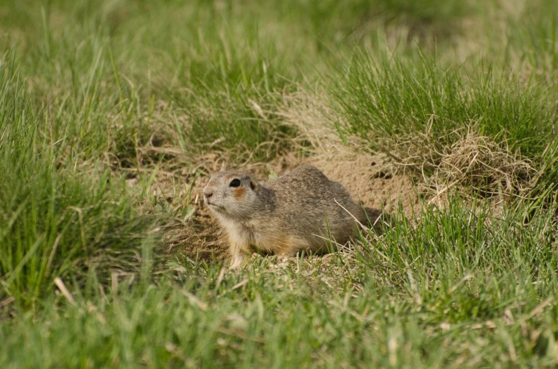 Суслик Краснощекий – Spermophilus erythrogenys