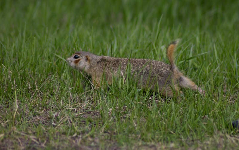 Суслик Краснощекий – Spermophilus erythrogenys