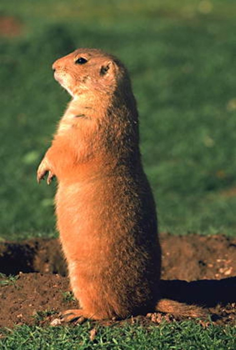 Большой суслик (Spermophilus Major)