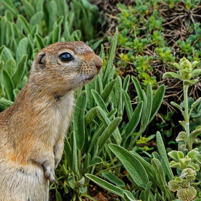 Суслик Краснощекий – Spermophilus erythrogenys