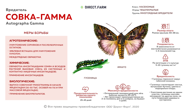 Совка гамма стадии развития