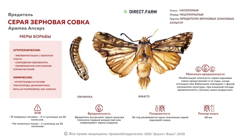 Озимая совка цикл развития