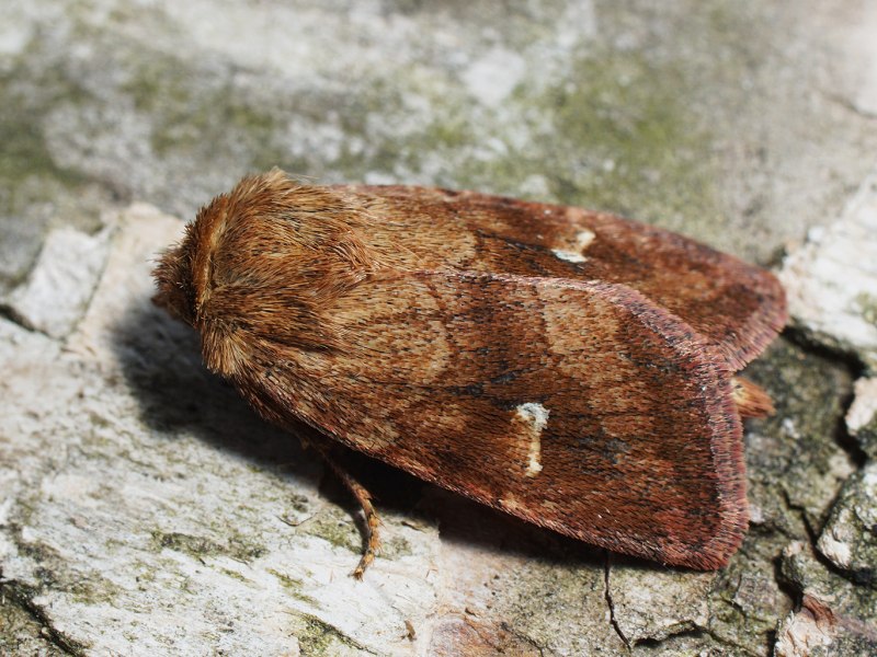 Lasionycta dovrensis