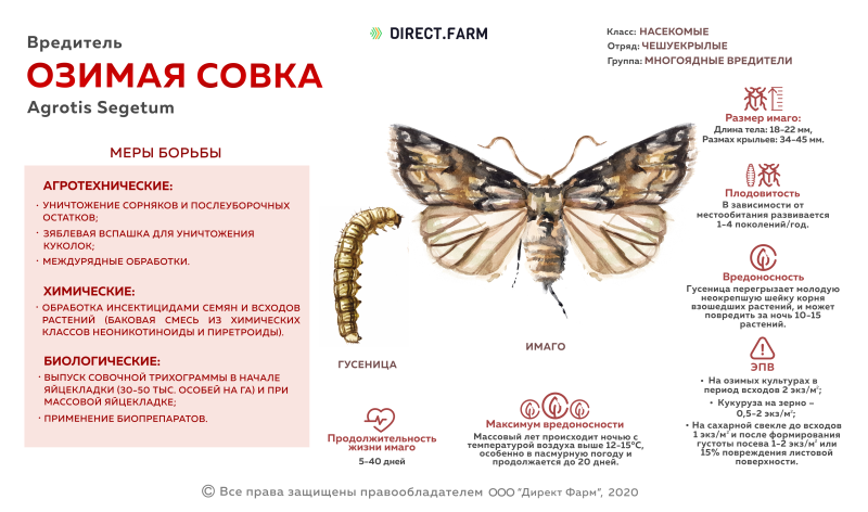 Озимая совка цикл развития