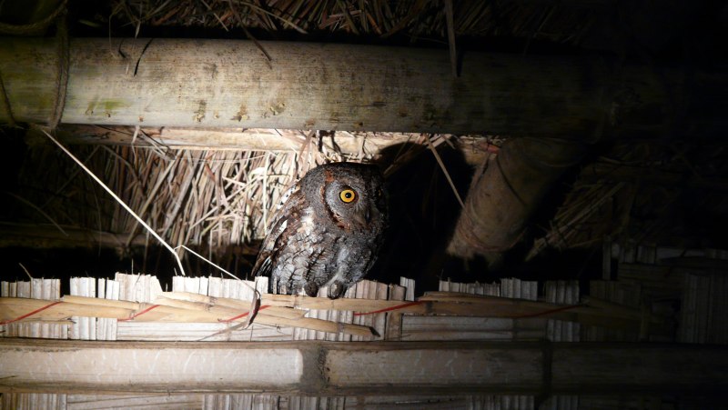 Otus sunia