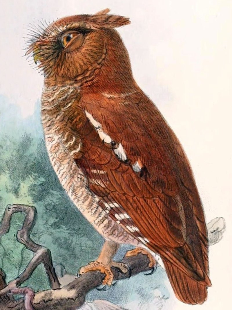 Otus alfredi