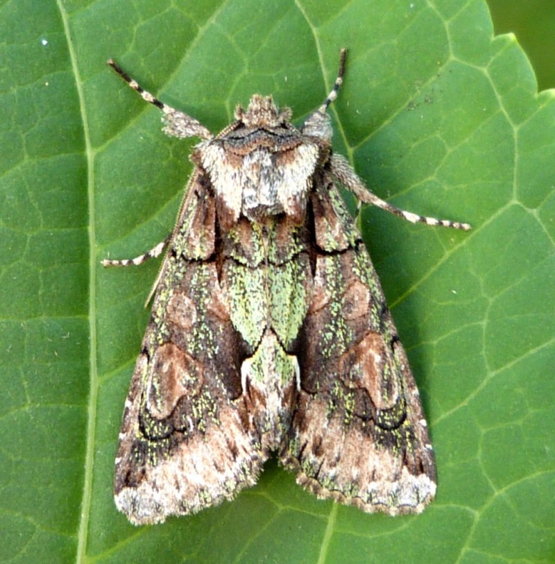 Allophyes oxyacanthae