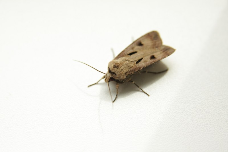 Agrotis exclamationis (восклицательная совка)