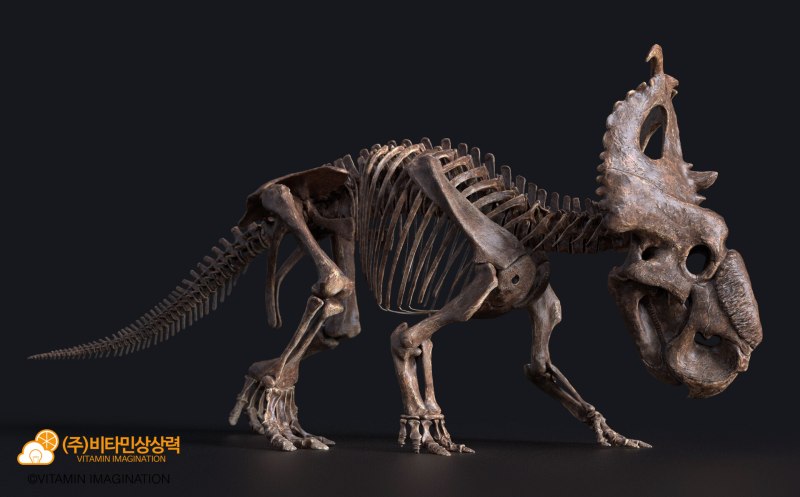Pachyrhinosaurus Skeleton