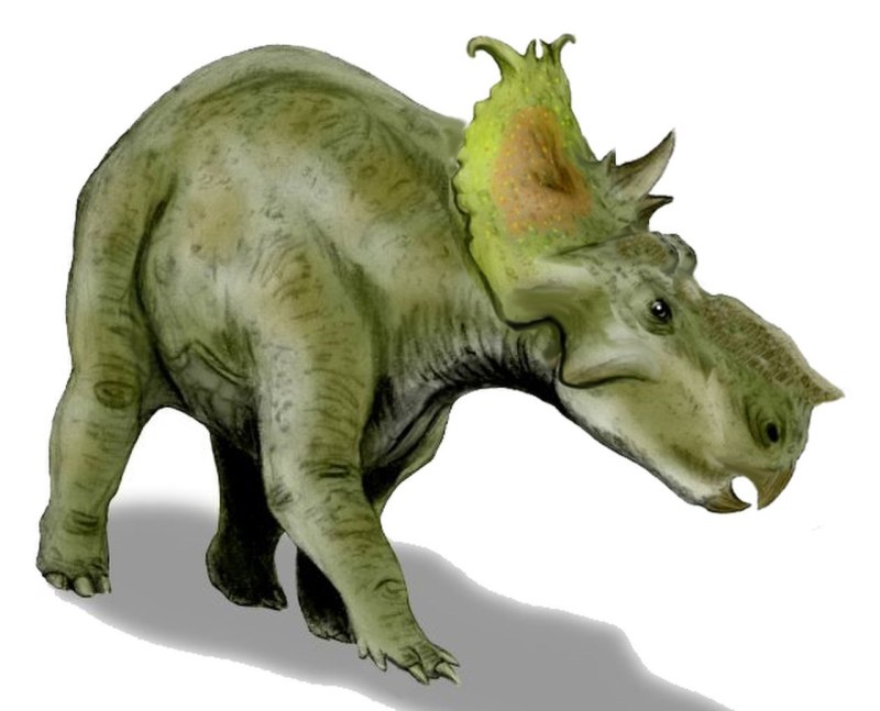 Pachyrhinosaurus canadensis
