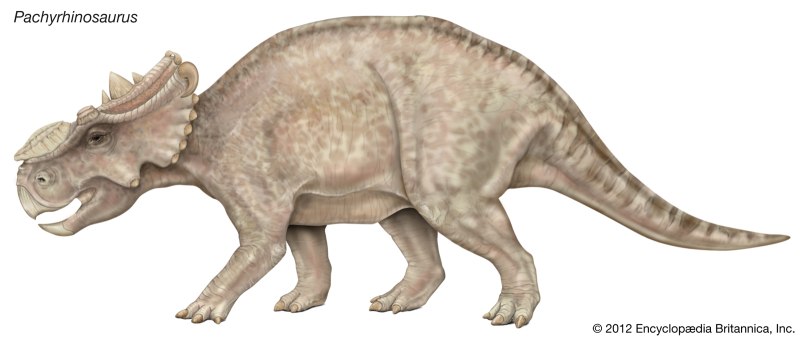 Pachyrhinosaurus canadensis