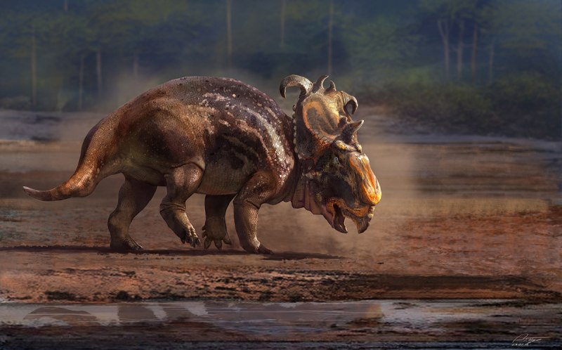 Pachyrhinosaurus perotorum