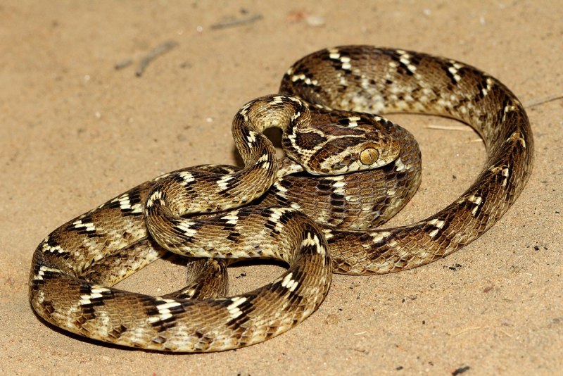 Boiga trigonatum