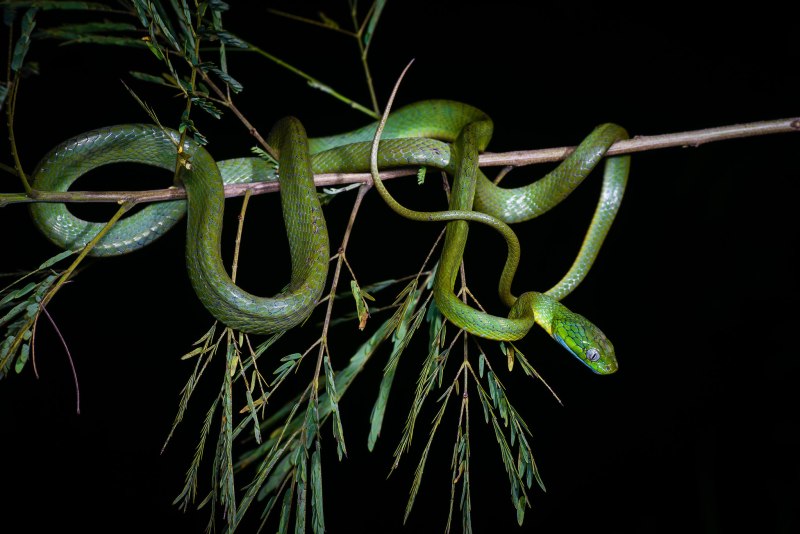 Boiga cyanea