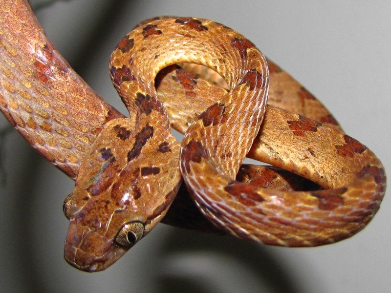 Boiga trigonatum