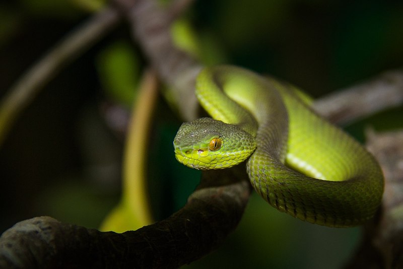 Boiga bengkuluensis