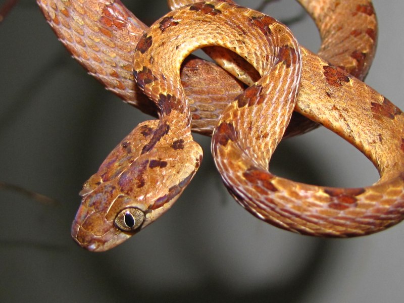 Boiga trigonatum
