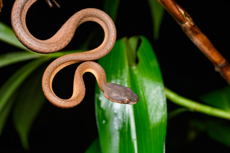 Boiga nigriceps