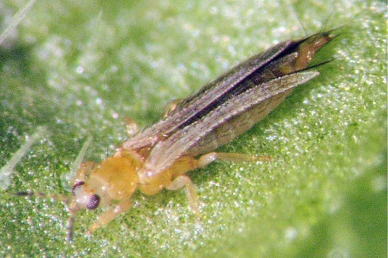 Западный цветочный калифорнийский трипс Frankliniella occidentalis Perg