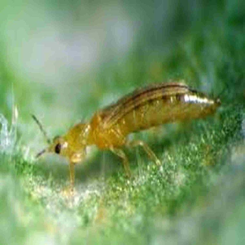 Западный цветочный калифорнийский трипс Frankliniella occidentalis Perg