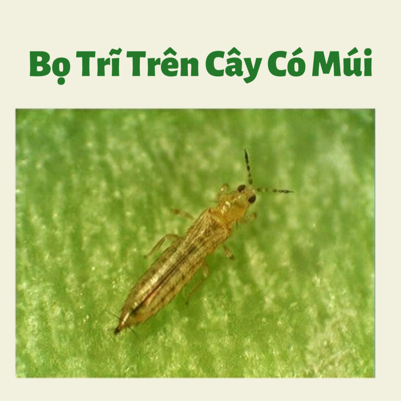 Западный цветочный трипс Frankliniella occidentalis