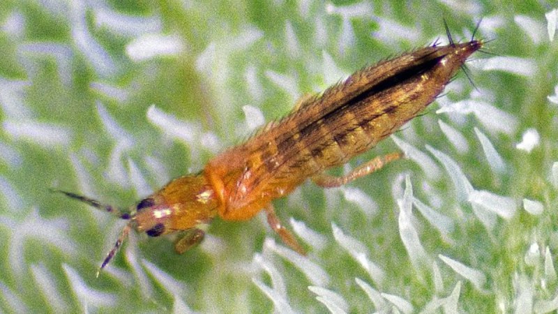 Западный цветочный калифорнийский трипс Frankliniella occidentalis Perg