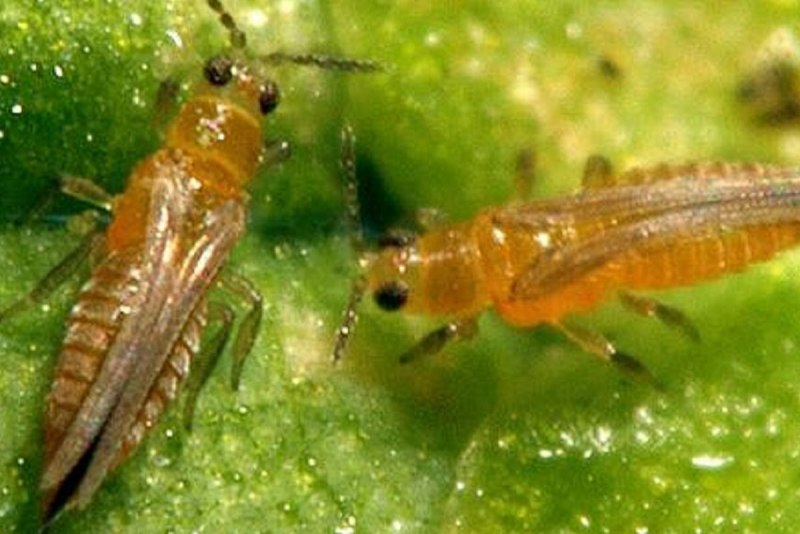 Западный цветочный трипс Frankliniella occidentalis