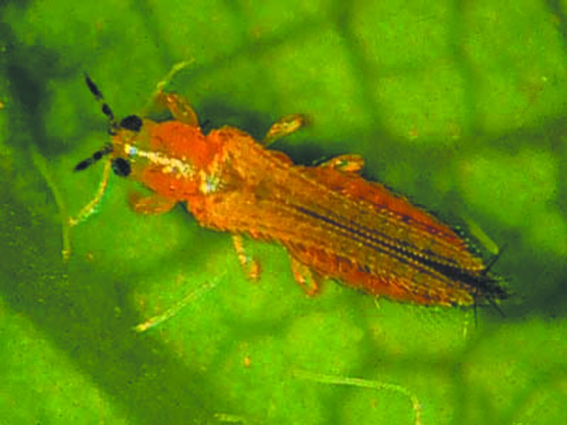 Frankliniella occidentalis