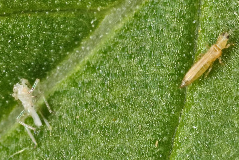 Западный цветочный трипс Frankliniella occidentalis