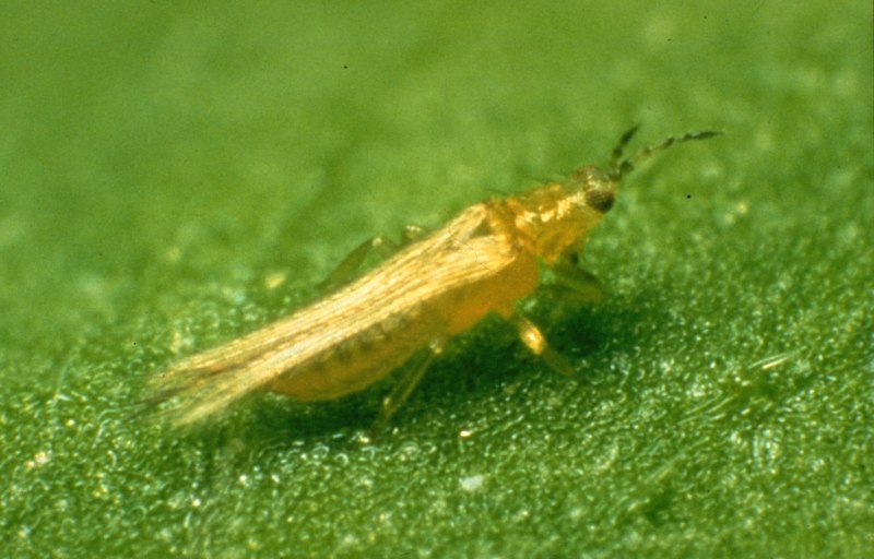 Западный цветочный трипс Frankliniella occidentalis