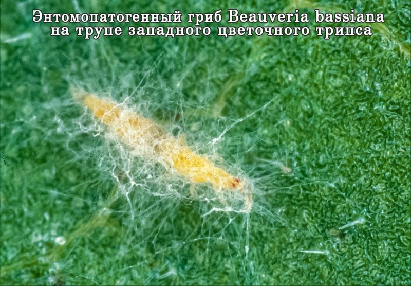 Трипс организация