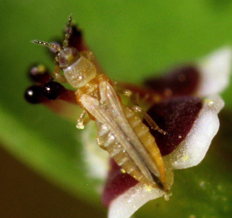 Западный цветочный трипс Frankliniella occidentalis
