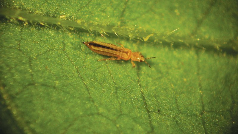 Кукурузный трипс Frankliniella williamsi Hood