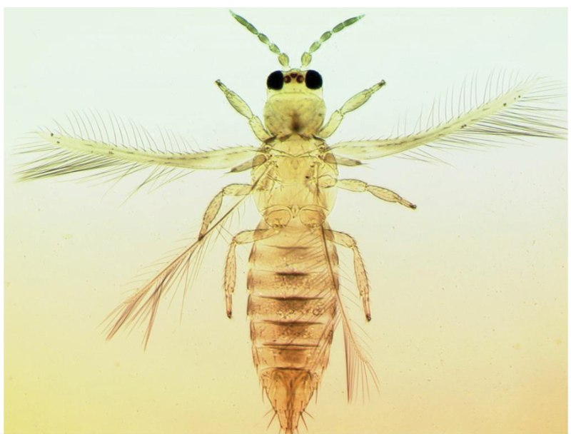 Трипсы (Thysanoptera)