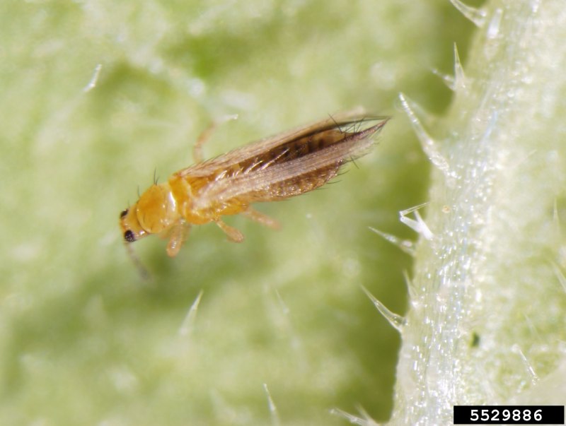 Западный цветочный трипс Frankliniella occidentalis