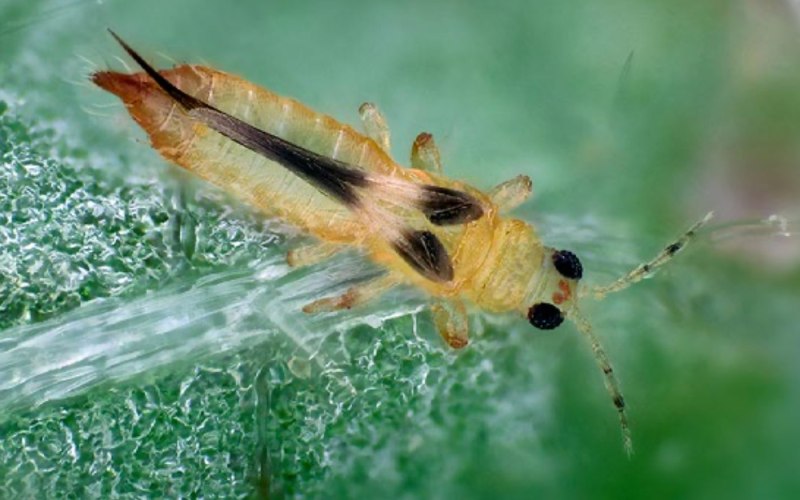 Черноволосистый трипс (Thrips nigripilosus).
