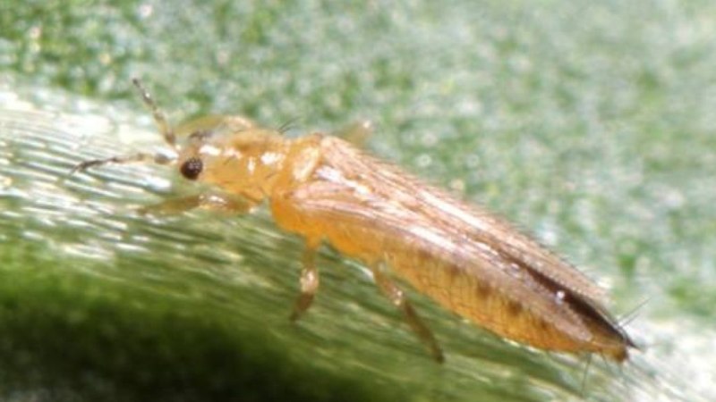 Западный цветочный трипс Frankliniella occidentalis