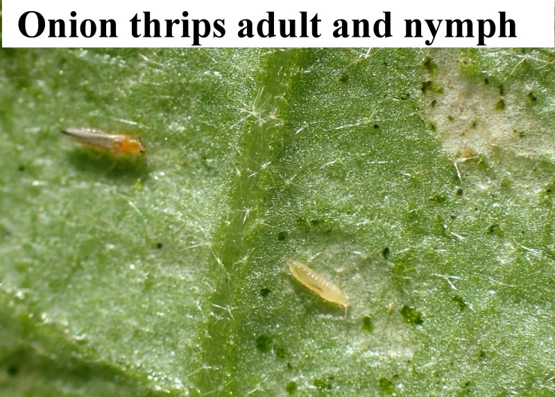 Западный цветочный трипс Frankliniella occidentalis