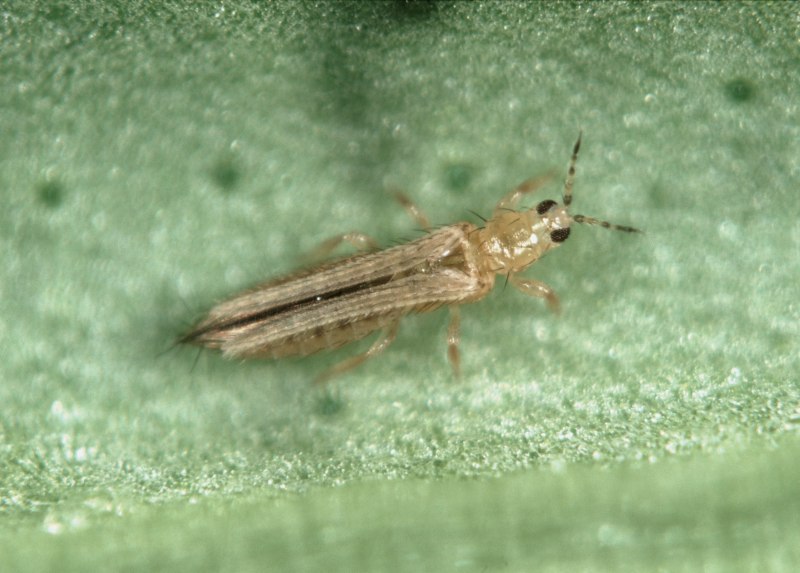 Трипс табачный Thrips tabaci Lind.
