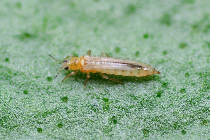 Западный цветочный трипс Frankliniella occidentalis