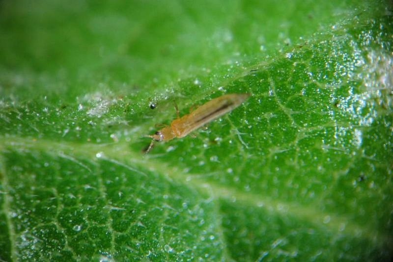 Западный цветочный калифорнийский трипс Frankliniella occidentalis Perg
