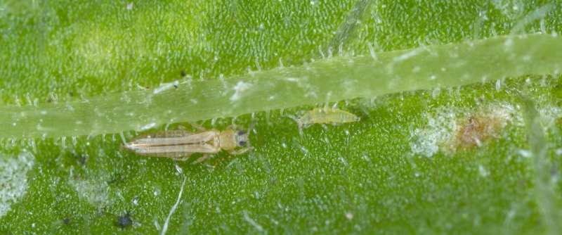 Томатный трипс (Frankliniella schultzei)