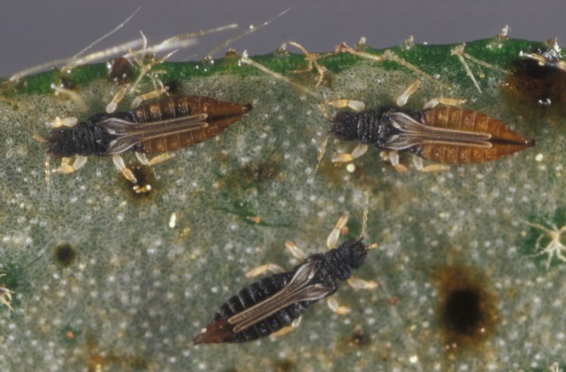 Трипс тепличный (heliothrips haemorrhoidalis)