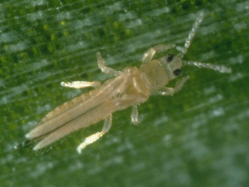 Трипс табачный Thrips tabaci