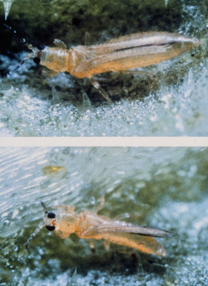 Пальмовый трипс – Thrips Palmi